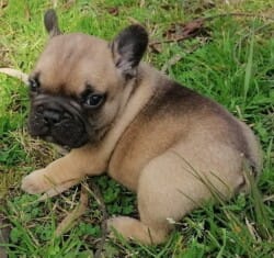 Chiot Femelle bouledogue français fauve doré disponible actuellement