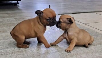 2 bb bouledogues français