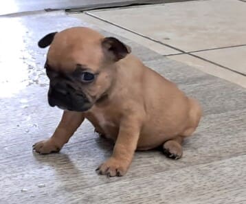 Chiot bouledogue Français femelle réservé