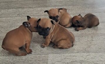 la portée de bouledogue français entiére entiere