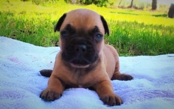 Chiot bouledogue Français mâle