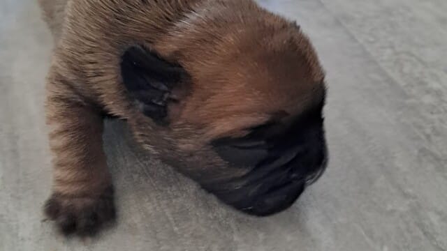 Chiot bouledogue français 3 jours