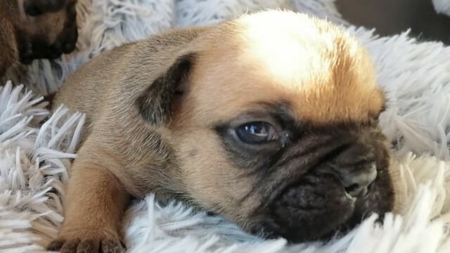 BB BOULEDOGUE 3 SEMAINES