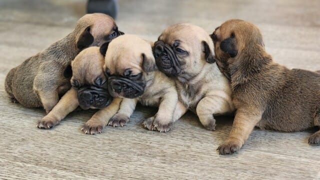 Portée chiots bouledogue français fauve disponible mi Novembre 2025