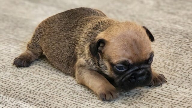Mâle bouledogue français disponible mi Novembre 2025